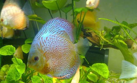 養魚水渾濁怎么處理