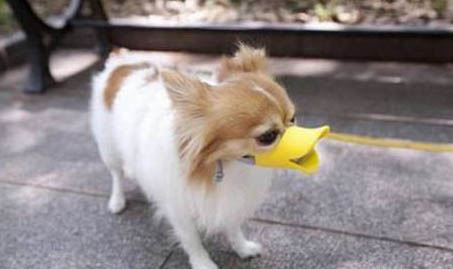 狗狗需要吃鹽嗎