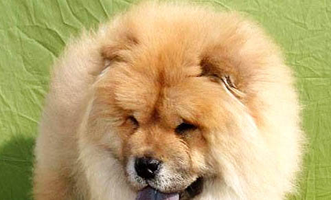 松獅犬的原產地在哪里