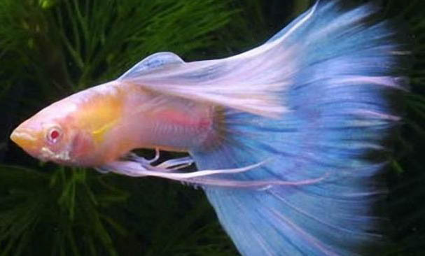 孔雀魚換水要加鹽嗎