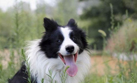 英國古代牧羊犬突然不愛吃東西的原因是什么