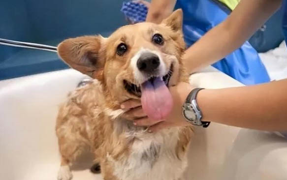 懷孕狗狗不能吃的東西有哪些?