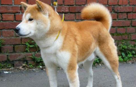 柴犬和秋田犬哪個好養