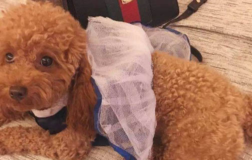 狗狗副流感怎么治療?