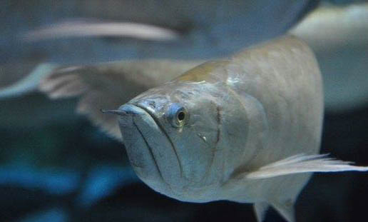 銀龍魚水溫度多少最佳