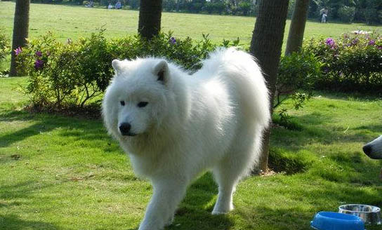 薩摩耶犬生產后惡露多久排干凈