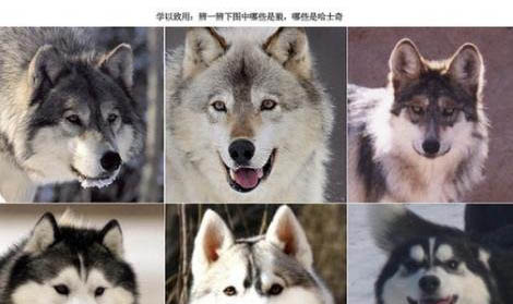 怎么辨別純種哈士奇犬
