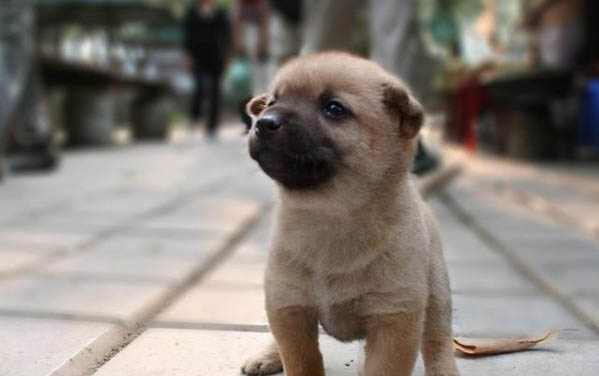 狗狗羊水破了多久生