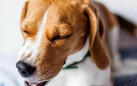 白色的小狗有哪些品種小型犬
