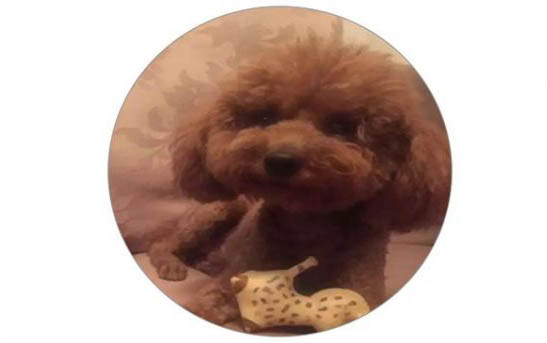 狗狗在哪里買比較靠譜