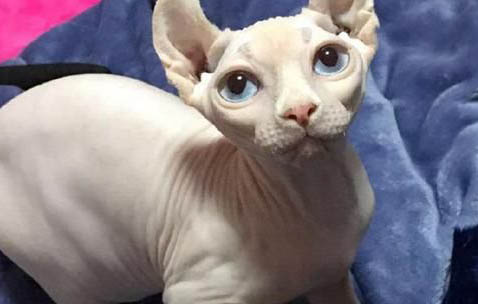 母貓生子過程多久會生不出小貓