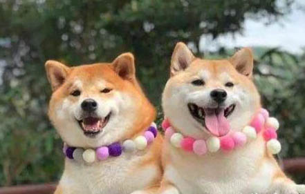 什么樣的柴犬品相最好