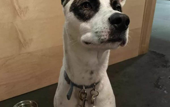 比利時特伏丹犬脾臟大的原因