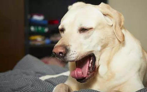 狗狗雙甲脒中毒能不能自愈?