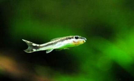 假山魚池養(yǎng)什么魚合適