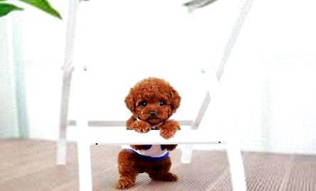 泰迪犬生產前的征兆