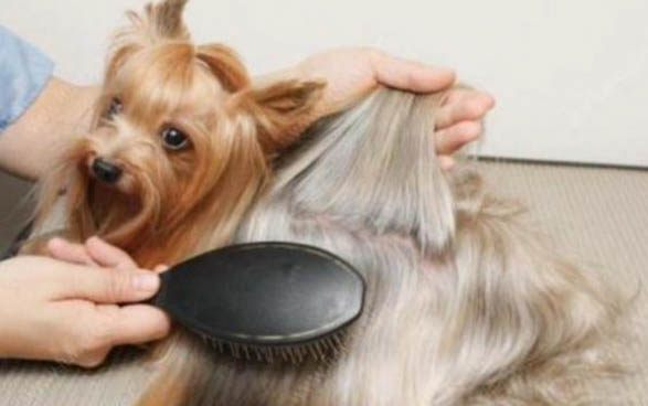 寵物犬類品種大全