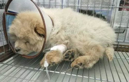 狗治感冒拉肚子的藥多久喂一次