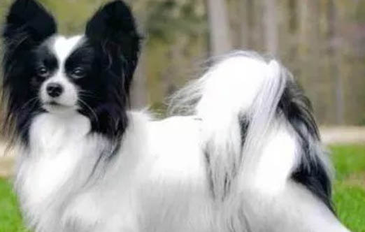 蝴蝶犬和邊牧的區(qū)別