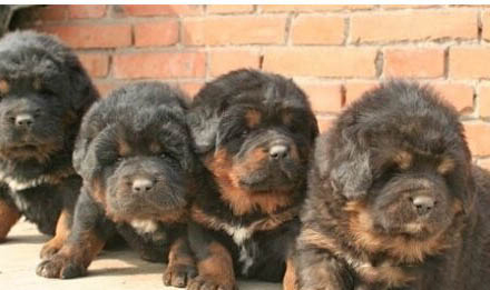 中國藏獒和美國比特犬哪個更厲害