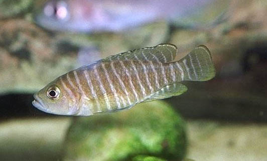魚缸養水草用什么燈好