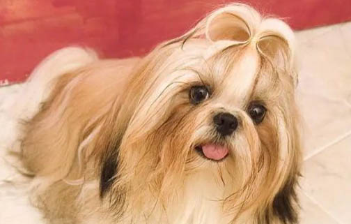 西施犬嘔吐腹瀉不吃東西怎么辦