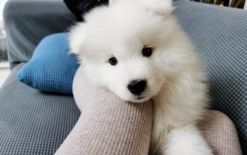 薩摩耶犬多大開始補鈣