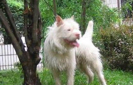 下司犬長毛好還是短毛好