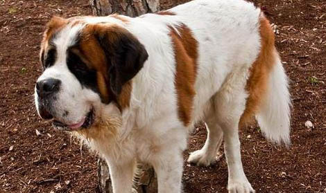 狗狗得狂犬病能活多久