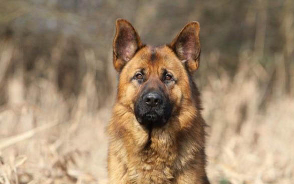 格力犬價(jià)格多少錢一只