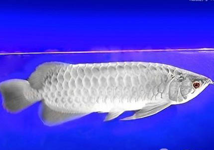 銀龍魚多少度需要加溫