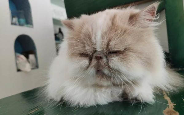 狗狗得了犬蠕形螨能活多久?