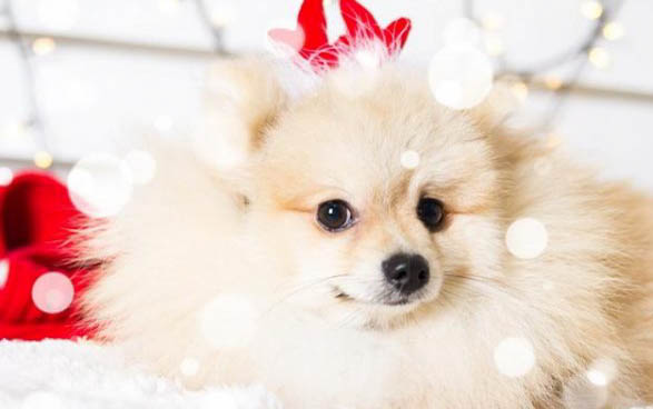 博美犬咳嗽像是被卡嗓子似的吃什么藥