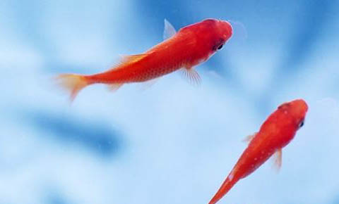 養(yǎng)金魚養(yǎng)幾條好