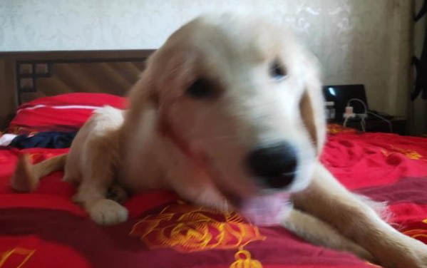 狗狗肚臍疝氣怎么辦