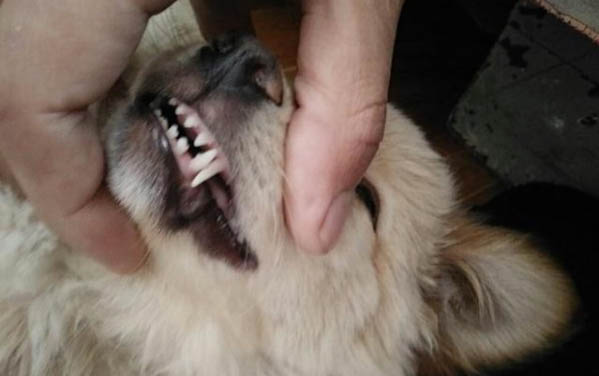 格力犬和靈提犬哪個(gè)快