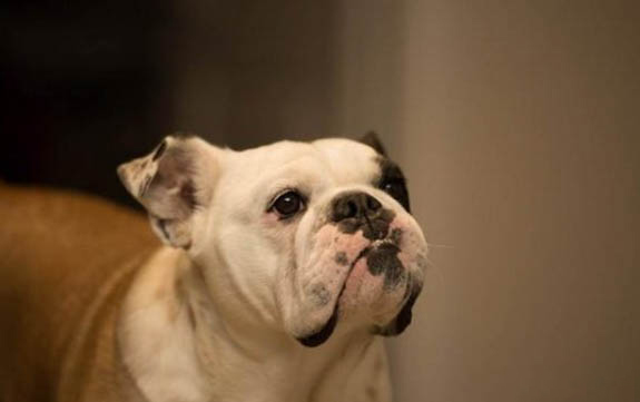 狗狗為什么會(huì)得犬瘟熱