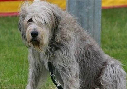 阿富汗獵犬身體發抖是啥原因
