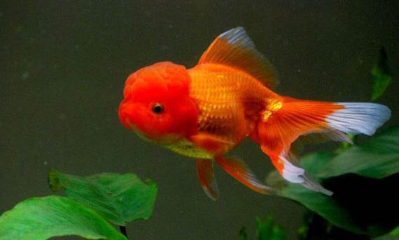 金魚(yú)公母能一起養(yǎng)嗎