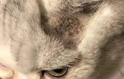 請(qǐng)問貓咪嘔吐的原因及處理方法?