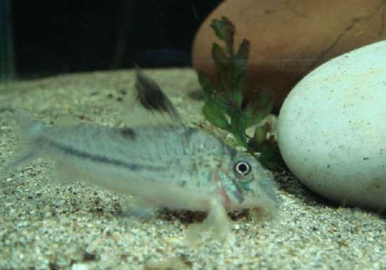 熊貓鼠魚好養(yǎng)嗎