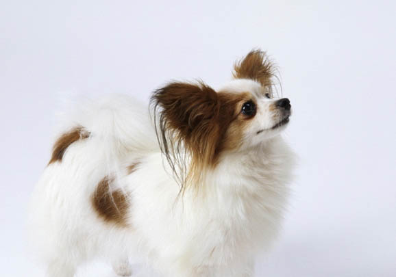 蝴蝶犬最多能長多大