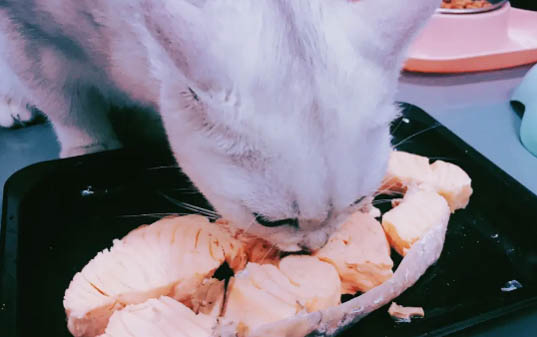 養(yǎng)魚水草哪種好
