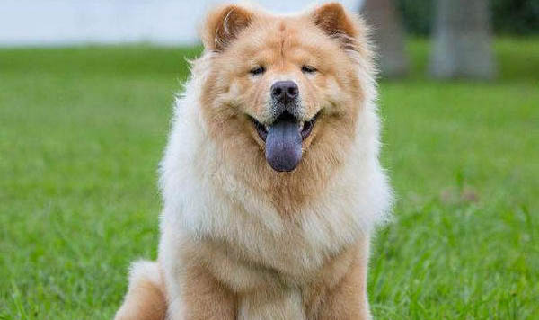 松獅犬多少錢一只幼犬