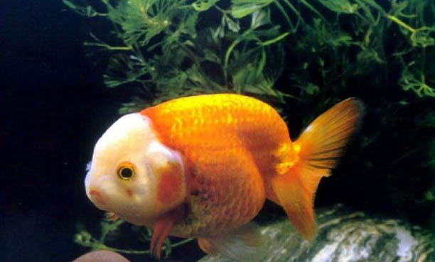 常見觀賞魚品種大全