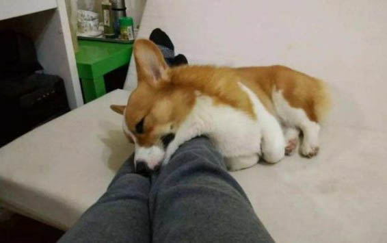 中國最受歡迎狗狗排名?