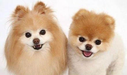 黑色大型犬有哪些品種