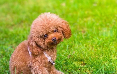 泰迪幼犬狗糧哪個牌子的品質好