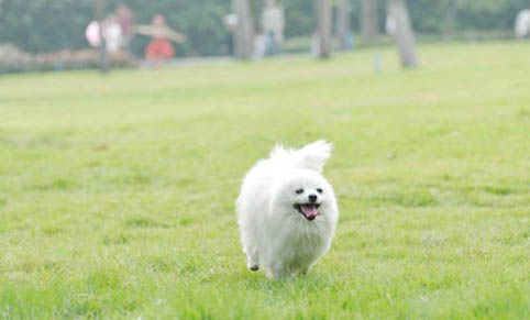 博美犬和泰迪哪個(gè)好