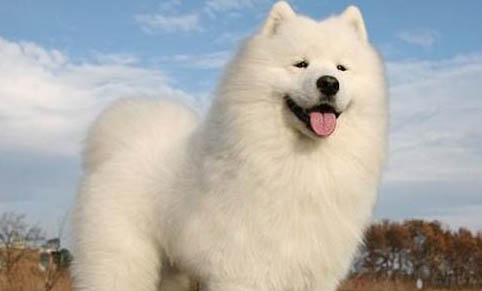 薩摩耶犬幼犬多少錢一只